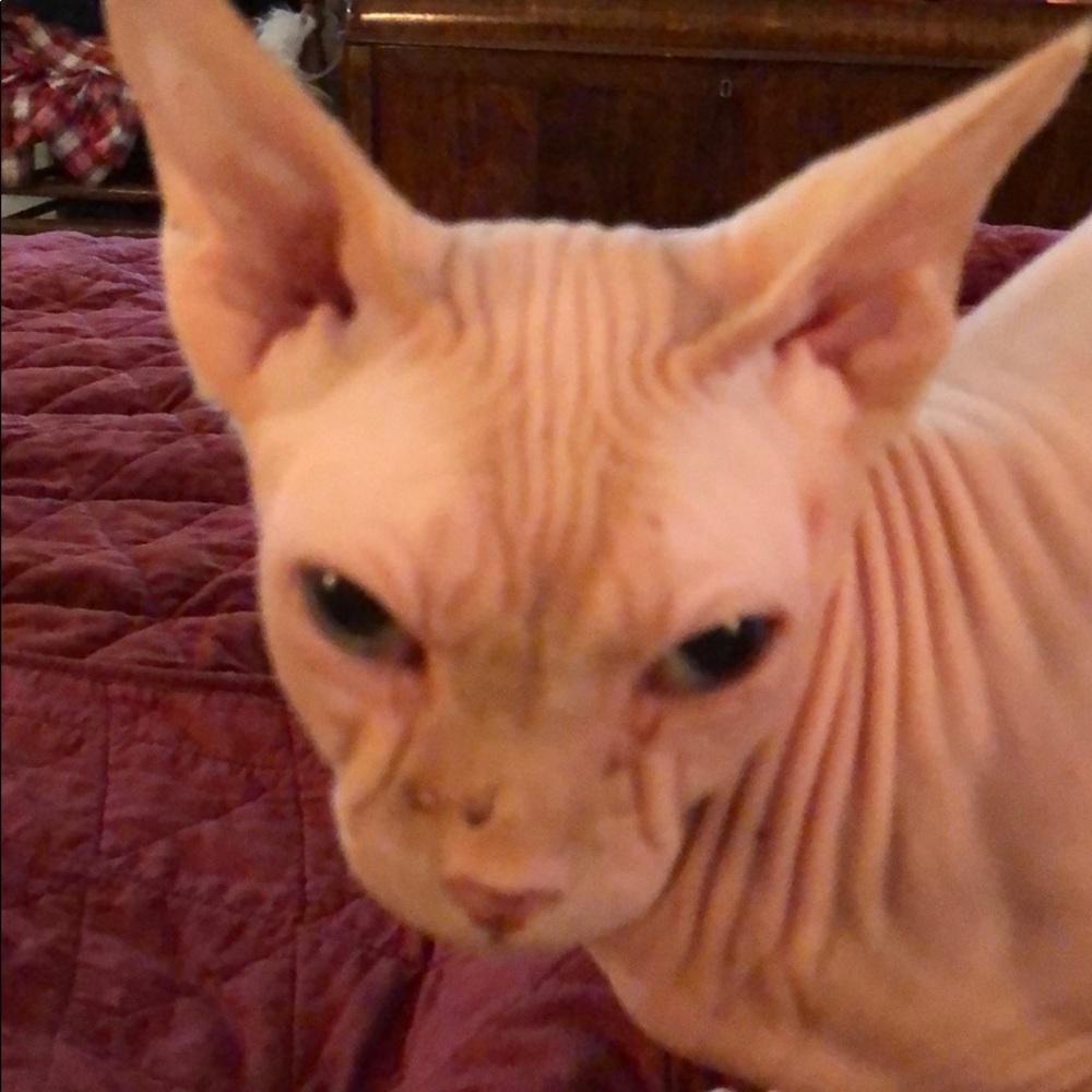 Meet your Posher, Cia